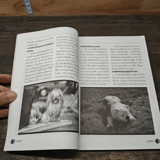 นิตยสารตนรักสัตว์ ปีที่ 2 ฉบับที่ 20 ก.พ.2545 รูปที่ 8