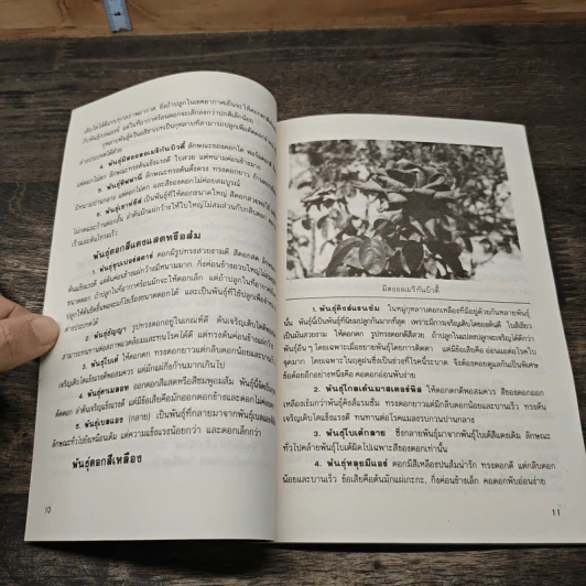 หนังสือ การปลูกกุหลาบ - จุฑามาศ รูปที่ 8
