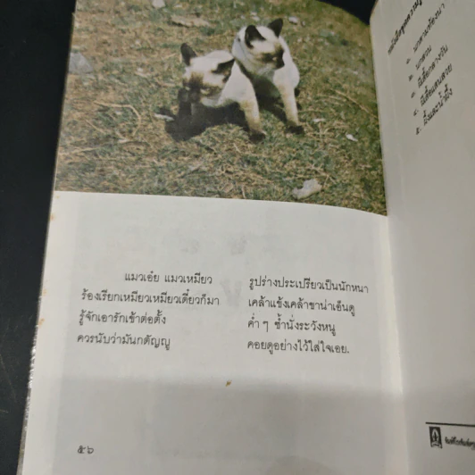 แมวไทย - สุทธิลักษณ์ อำพันวงศ์ รูปที่ 8