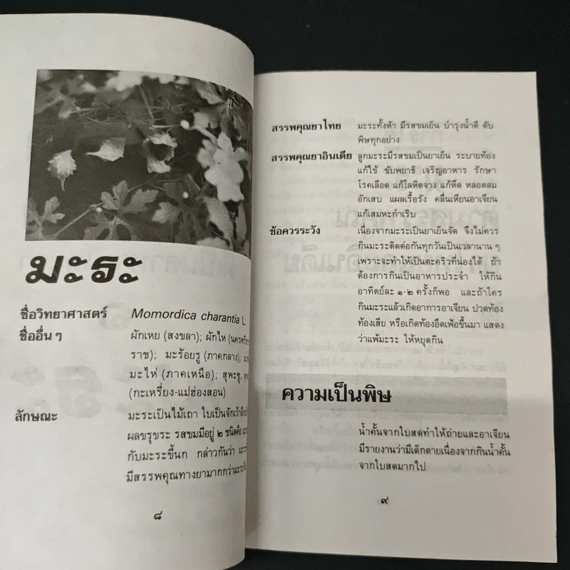 ต้นไม้ยา พืช ผัก ที่เป็นอาหารและยา รูปที่ 8
