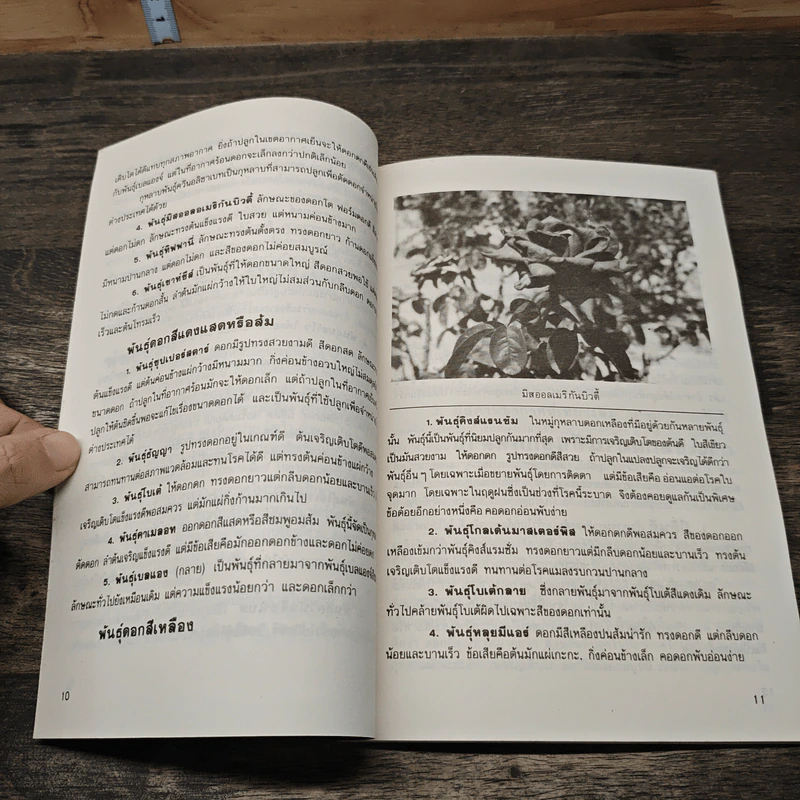 หนังสือ การปลูกกุหลาบ - จุฑามาศ รูปที่ 8