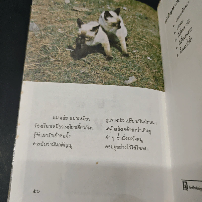 แมวไทย - สุทธิลักษณ์ อำพันวงศ์ รูปที่ 8