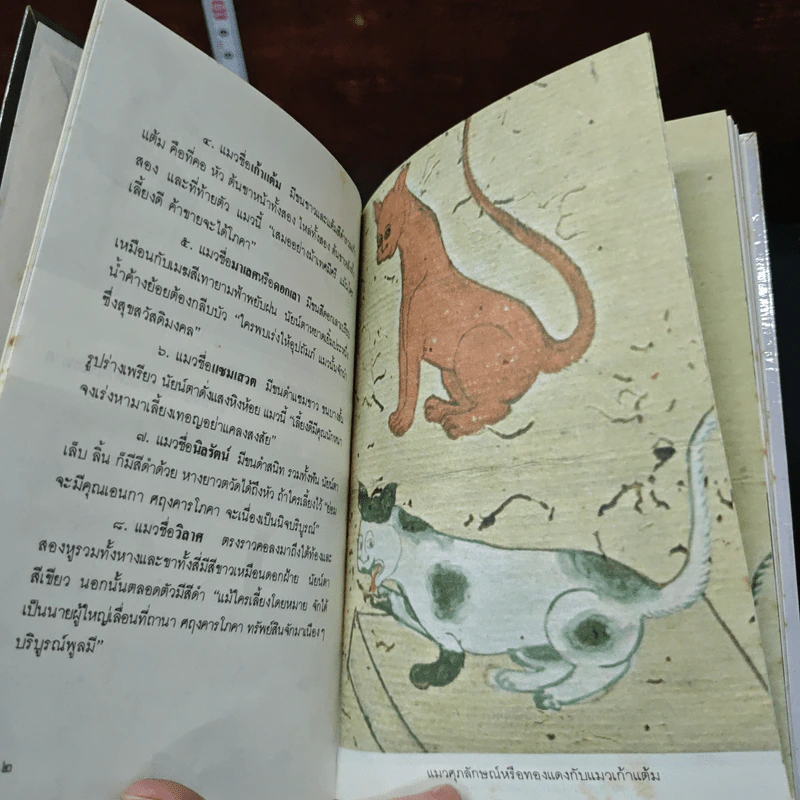 แมวไทย - สุทธิลักษณ์ อำพันวงศ์ รูปที่ 7