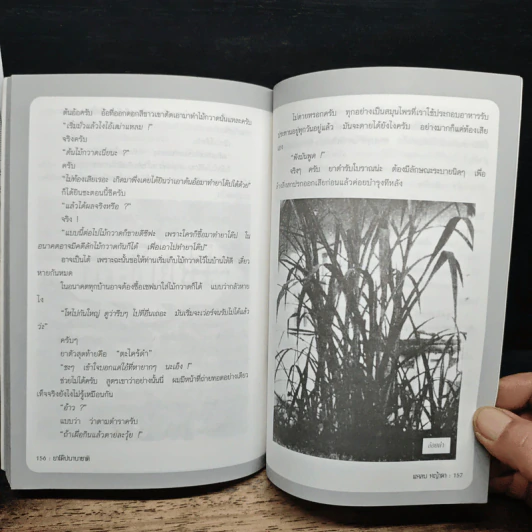 ยาโด๊ปนานาชาติ - แหลม หญ้าคา รูปที่ 10