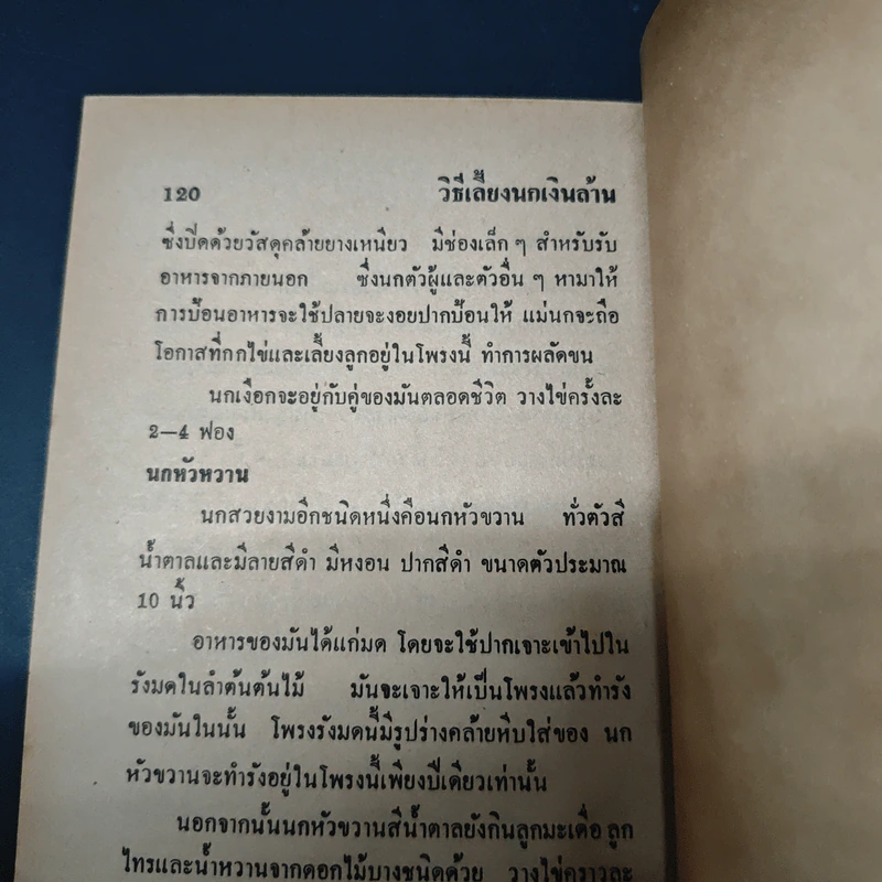 วิธีเลี้ยงนกเงินล้าน และ แนนำวิธีเลี้ยงนกราคาแพงอย่างถูกต้อง รูปที่ 10
