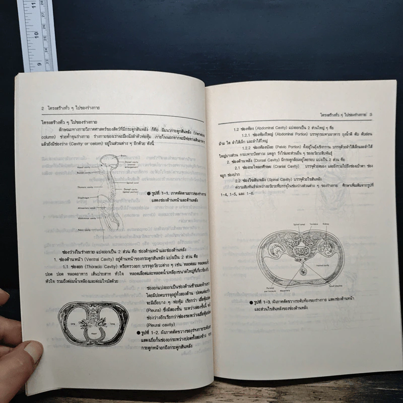 กายวิภาคศาสตร์ และ สรีรวิทยาของมนุษย์ - ผู้ช่วยศาสตราจารย์พิชิต ภูติจันทร์ รูปที่ 11