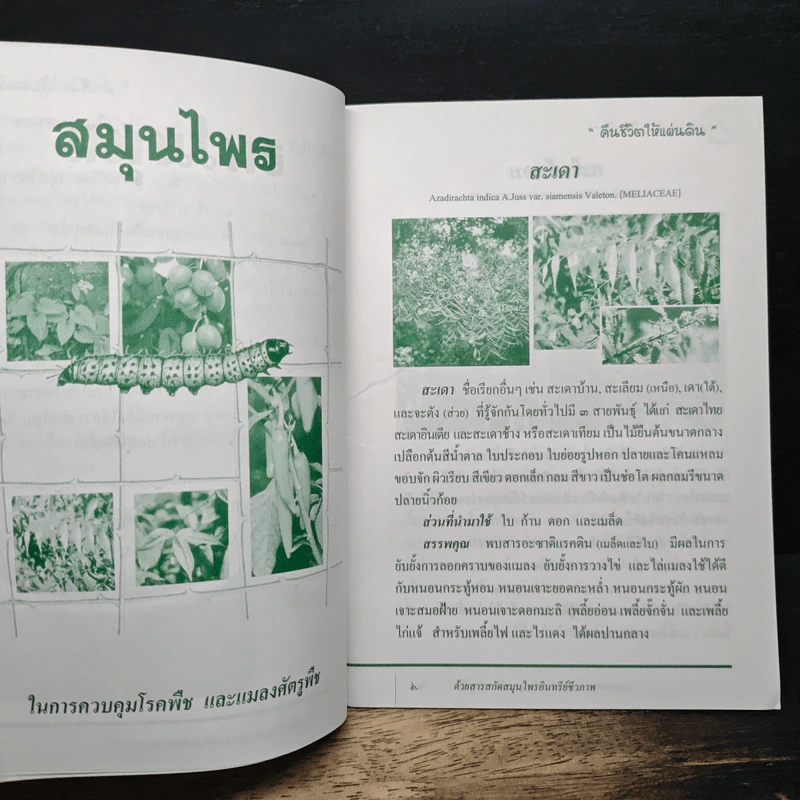 เทคนิคการควบคุม โรคพืช และแมลงศัตรูพืช รูปที่ 7