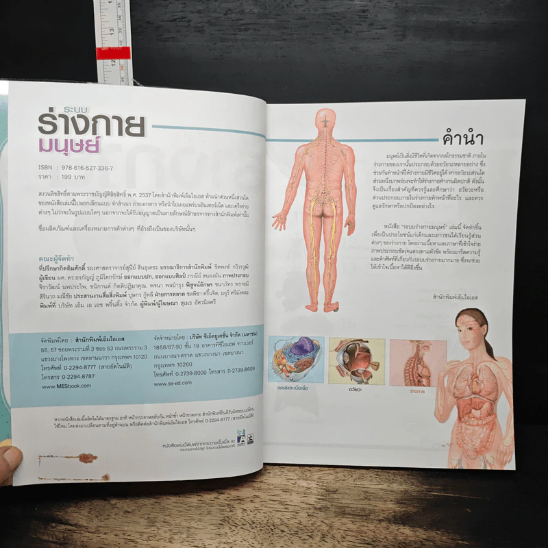 ระบบร่างกายมนุษย์ Human Body - ดร.อรัญญ์ ภูริทรรศนีย์ รูปที่ 6