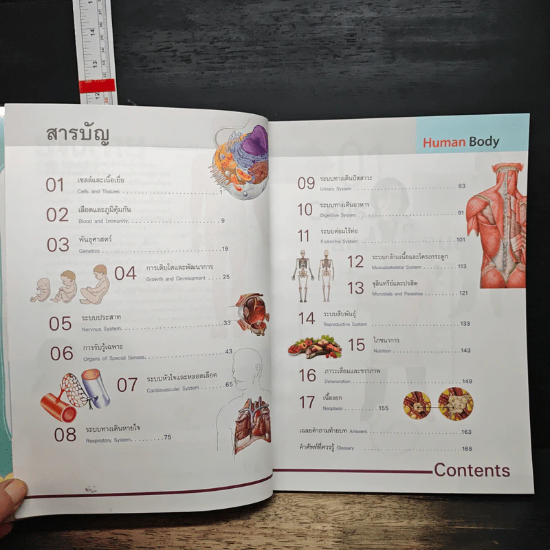 ระบบร่างกายมนุษย์ Human Body - ดร.อรัญญ์ ภูริทรรศนีย์ รูปที่ 7