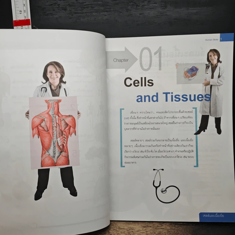 ระบบร่างกายมนุษย์ Human Body - ดร.อรัญญ์ ภูริทรรศนีย์ รูปที่ 8
