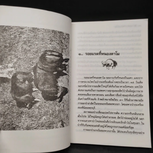 ป่า...แห่งความหลัง - ชาลี เอี่ยมกระสินธุ์ รูปที่ 7