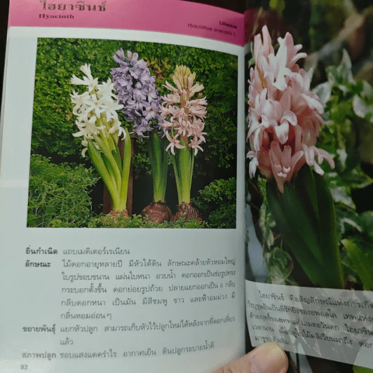 พรรณไม้แห่งความรัก - สุปรียา จันทะเหลา รูปที่ 9