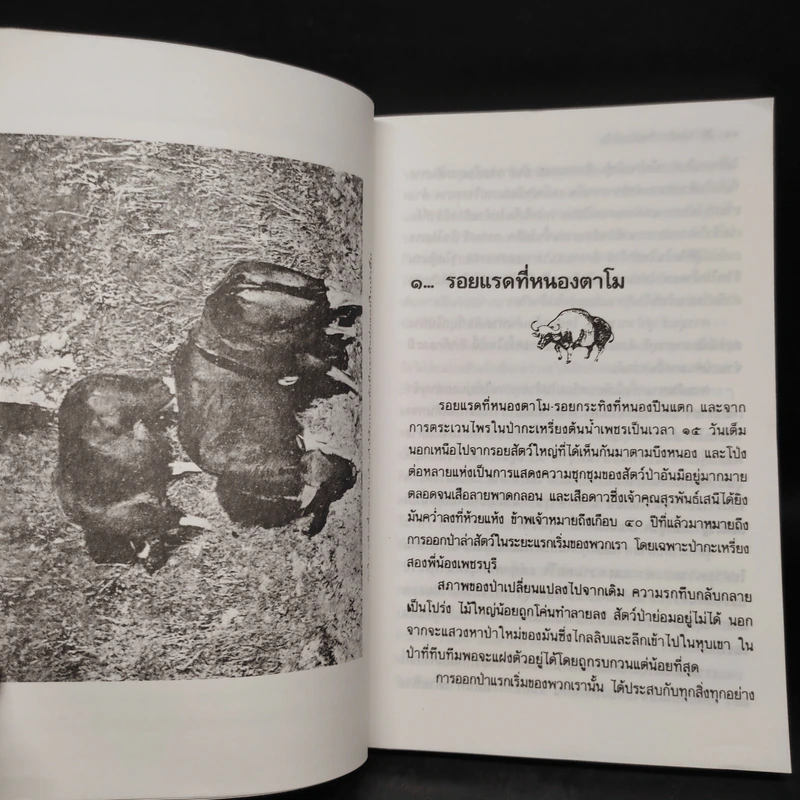 ป่า...แห่งความหลัง - ชาลี เอี่ยมกระสินธุ์ รูปที่ 7