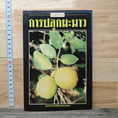 ความรู้เกี่ยวกับการปลูกมะนาว รูปที่ 1
