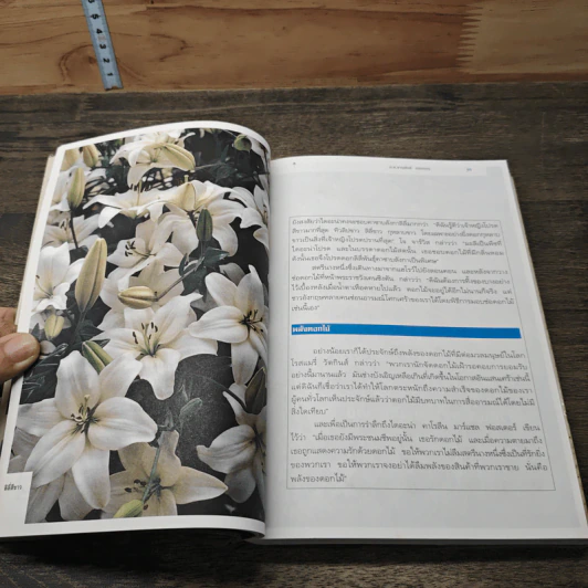 เรื่องของดอกไม้ Flowers - ม.ล.จารุพันธ์ ทองแถม รูปที่ 7