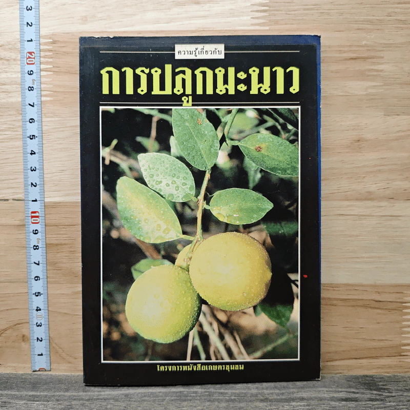 ความรู้เกี่ยวกับการปลูกมะนาว รูปที่ 1