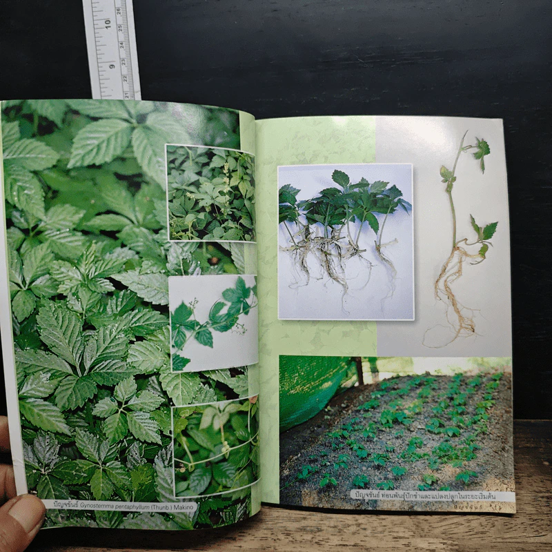 หนังสือ ปัญจขันธ์ รูปที่ 8