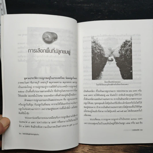 หนังสือ ทองสามสี ชมพู่ยักษ์นอกฤดูเงินล้าน - นิด ชากังราว รูปที่ 8