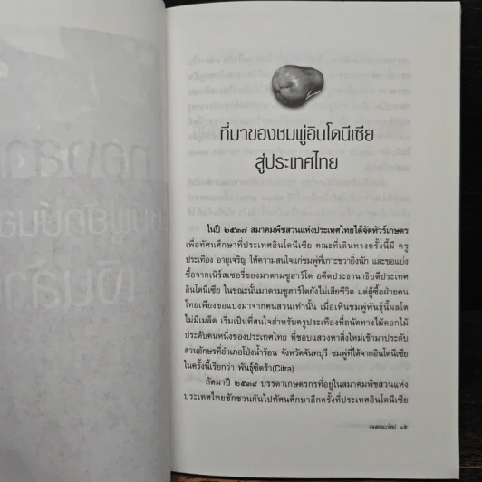 หนังสือ ทองสามสี ชมพู่ยักษ์นอกฤดูเงินล้าน - นิด ชากังราว รูปที่ 7