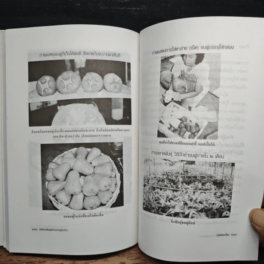 หนังสือ ทองสามสี ชมพู่ยักษ์นอกฤดูเงินล้าน - นิด ชากังราว รูปที่ 9