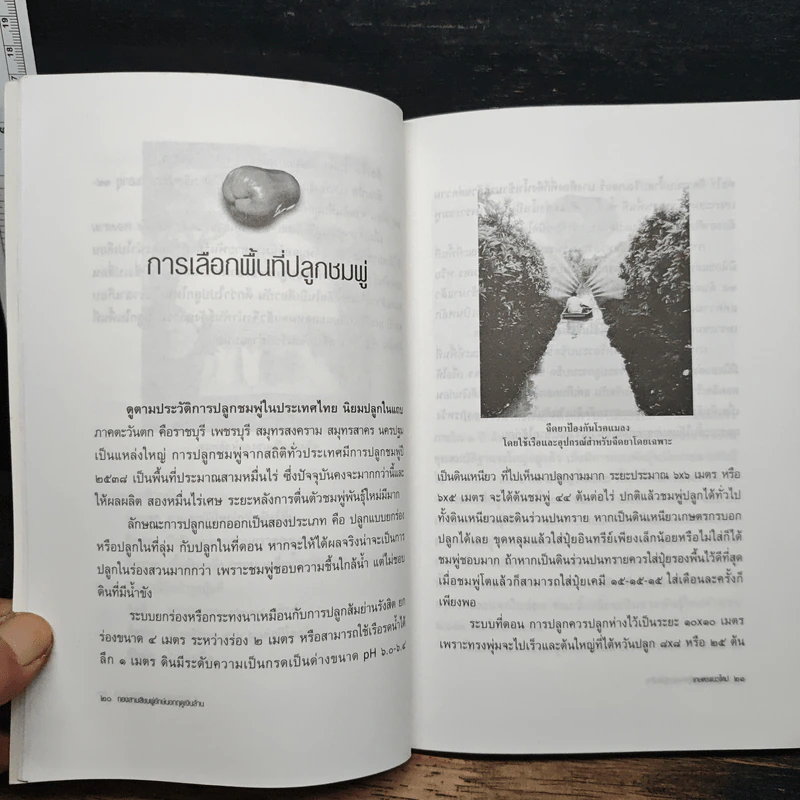 หนังสือ ทองสามสี ชมพู่ยักษ์นอกฤดูเงินล้าน - นิด ชากังราว รูปที่ 8