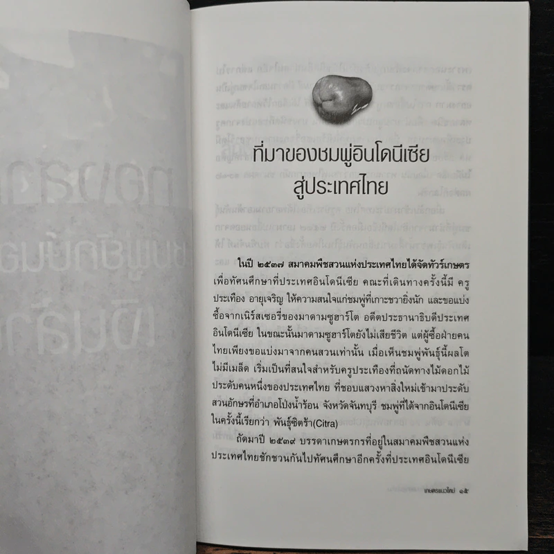 หนังสือ ทองสามสี ชมพู่ยักษ์นอกฤดูเงินล้าน - นิด ชากังราว รูปที่ 7