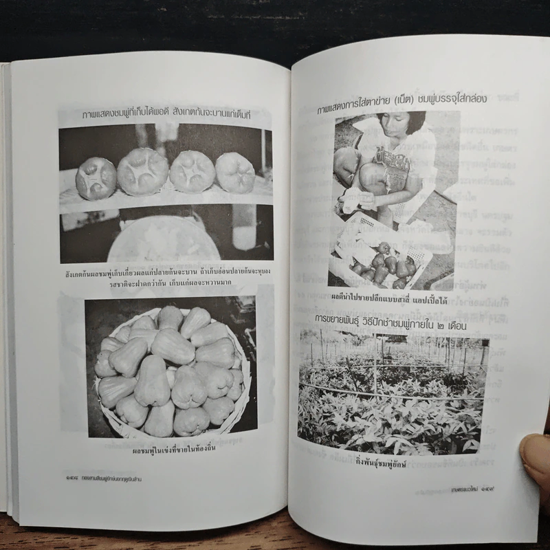 หนังสือ ทองสามสี ชมพู่ยักษ์นอกฤดูเงินล้าน - นิด ชากังราว รูปที่ 9