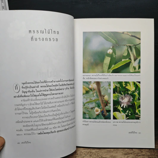 เสน่ห์ไม้ไทย: ความหมาย ความงาม และความเชื่อ รูปที่ 8