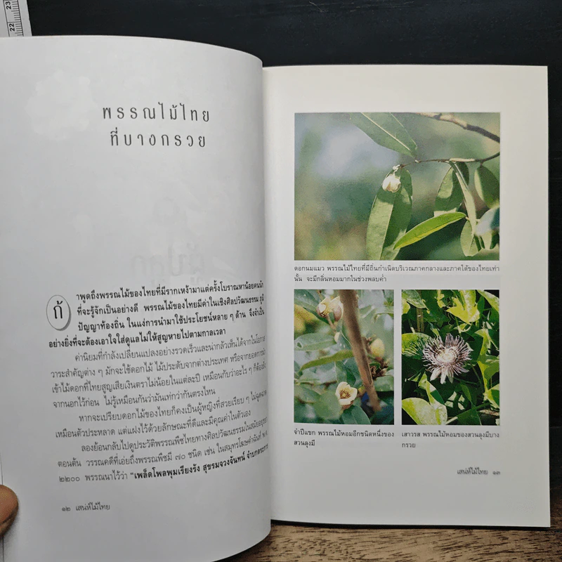 เสน่ห์ไม้ไทย: ความหมาย ความงาม และความเชื่อ รูปที่ 8