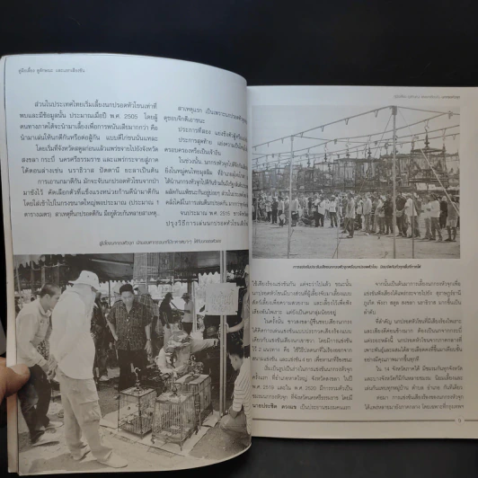 นกกรงหัวจุก - อารยะ รูปที่ 11