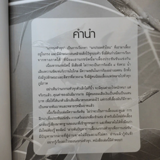 นกกรงหัวจุก - อารยะ รูปที่ 9