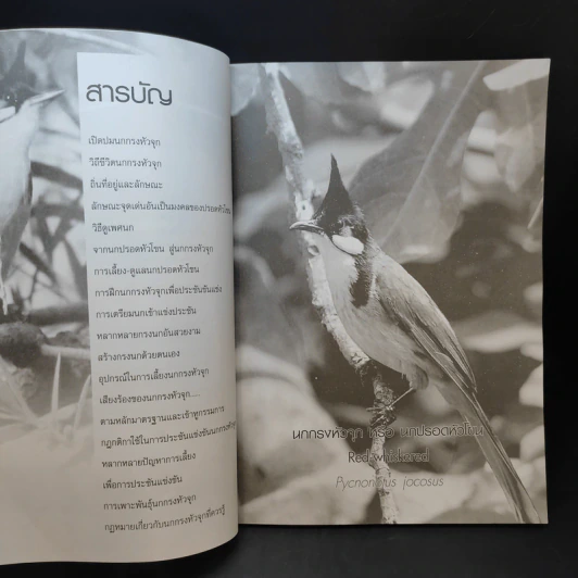 นกกรงหัวจุก - อารยะ รูปที่ 10