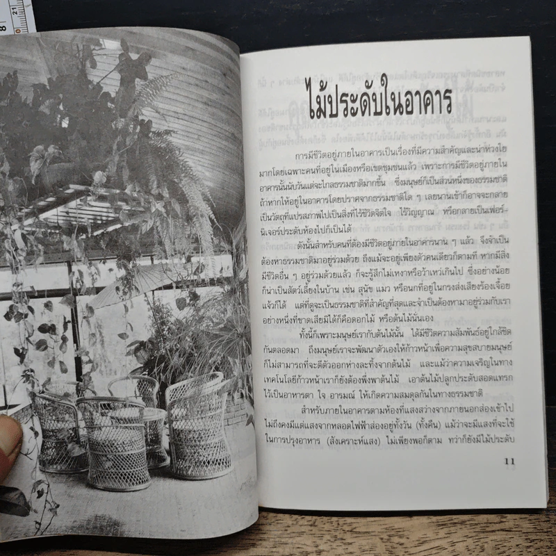 ไม้ประดับในอาคาร รูปที่ 7