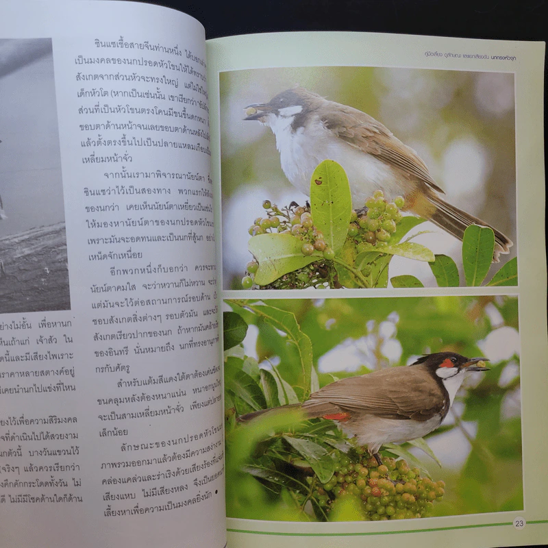นกกรงหัวจุก - อารยะ รูปที่ 12
