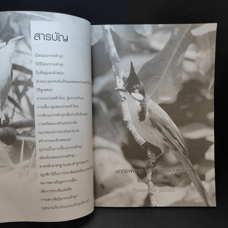 นกกรงหัวจุก - อารยะ รูปที่ 10
