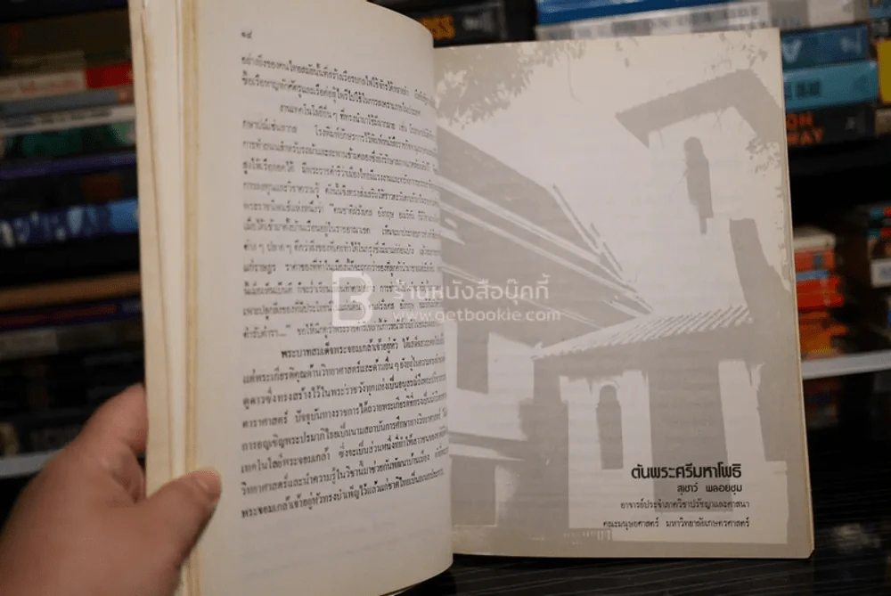 โพธิใต้แม่ (บันทึกเรื่องราวเกี่ยวกับต้นพระโพธิ) รูปที่ 6