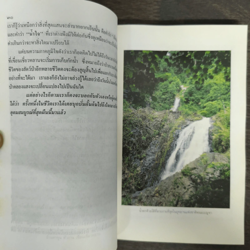 คนเดินป่า - สุรจิต จามรมาน รูปที่ 8