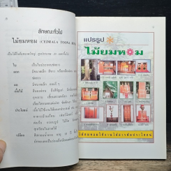 พืชเศรษฐกิจไม้โตเร็ว ไม้ยมหอม (สายพันธุ์ดี) รูปที่ 7