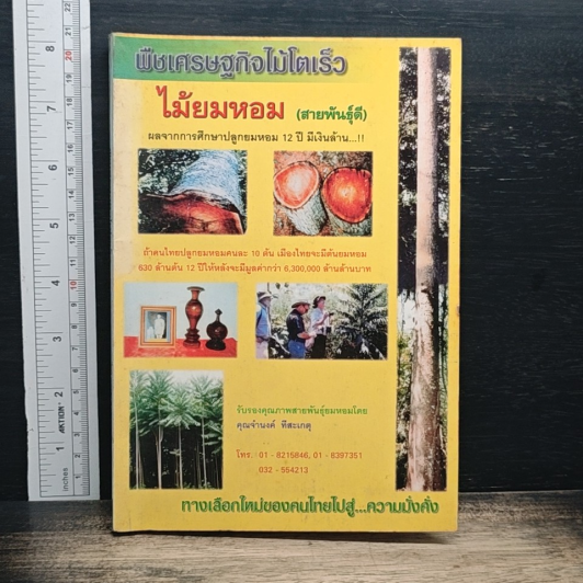 พืชเศรษฐกิจไม้โตเร็ว ไม้ยมหอม (สายพันธุ์ดี) รูปที่ 1
