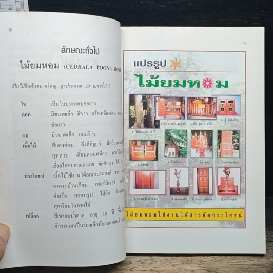 พืชเศรษฐกิจไม้โตเร็ว ไม้ยมหอม (สายพันธุ์ดี) รูปที่ 7