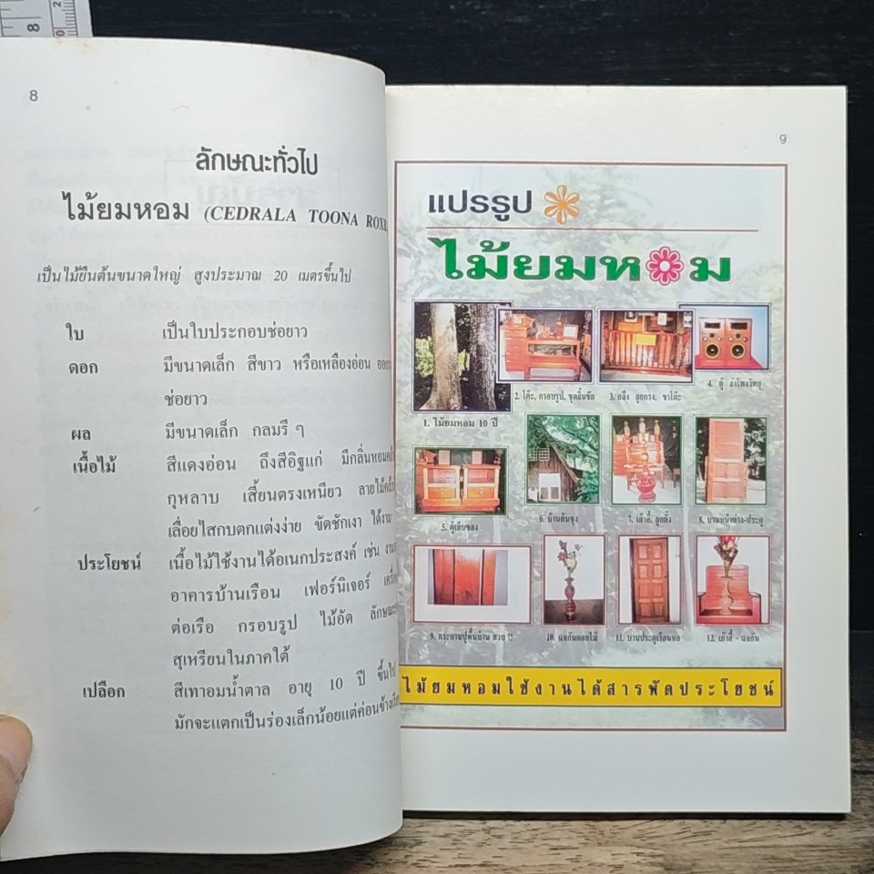 พืชเศรษฐกิจไม้โตเร็ว ไม้ยมหอม (สายพันธุ์ดี) รูปที่ 7