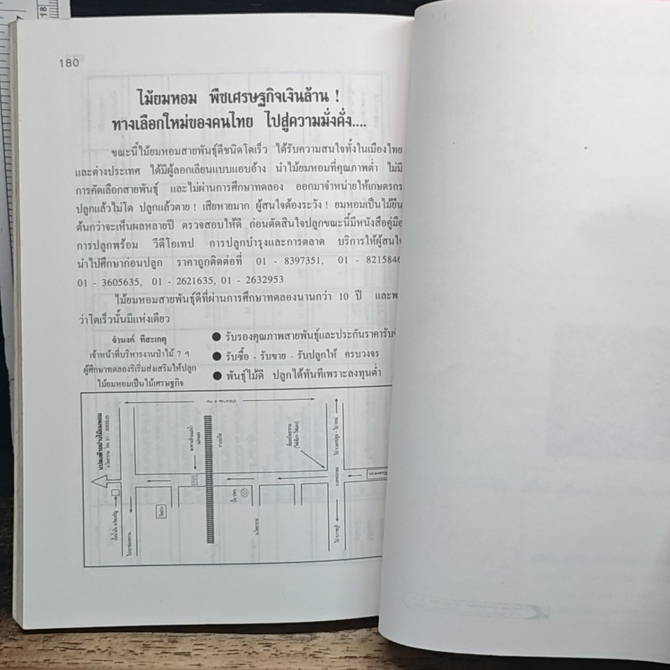 พืชเศรษฐกิจไม้โตเร็ว ไม้ยมหอม (สายพันธุ์ดี) รูปที่ 8
