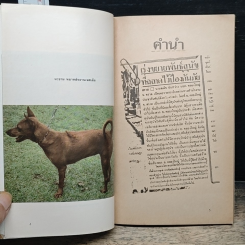 หมาหลังอาน รูปที่ 6