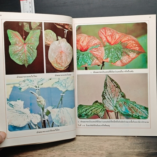ตำนาน บอนสี และ โกสน ราชินีแห่งไม้ประดับ อันดับ 2 รูปที่ 9