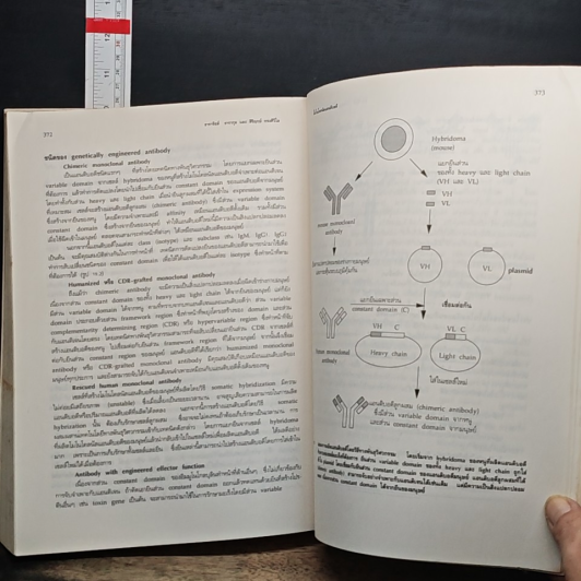 ตจอิมมูนวิทยา (DERMATO-IMMUNOLOGY) รูปที่ 7