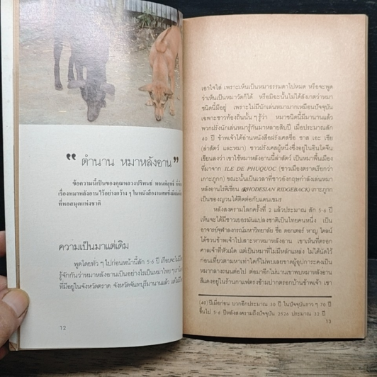 หมาหลังอาน รูปที่ 8
