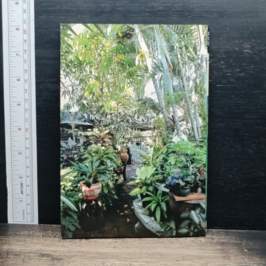 ปลูกไม้เสริมดวงบ้าน รูปที่ 2