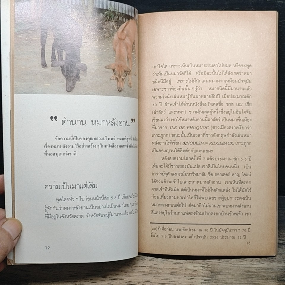 หมาหลังอาน รูปที่ 8