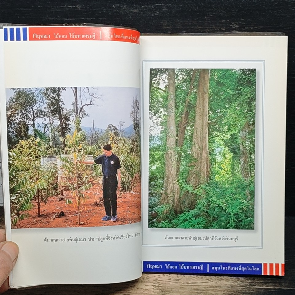 กฤษณา ไม้หอม ไม้มหาเศรษฐี สมุนไพรที่แพงที่สุดในโลก รูปที่ 8