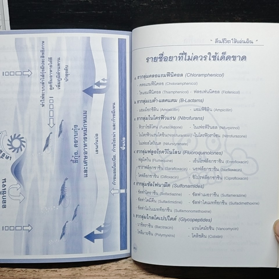 เทคนิคการเลี้ยงกุ้งชีวภาพ รูปที่ 7